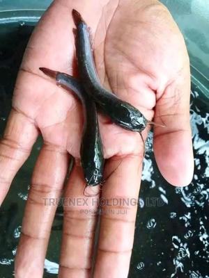 Agri County Catfish Fingerlings - main view