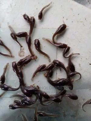 Agri Regional Fish Fingerlings - main view