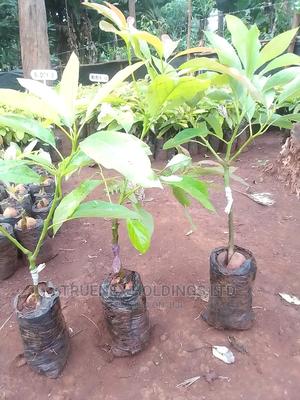 Seedlings of Hass Avacado - main view