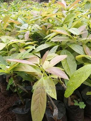 Selling Avacado Seedlings - main view