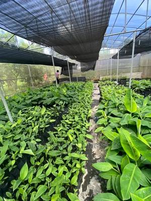 Seedlings of Banana Sell