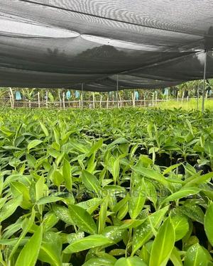 Selling Banana Seedlings - main view