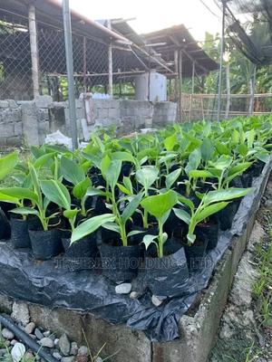 Transzioa Banana Seedlings - main view