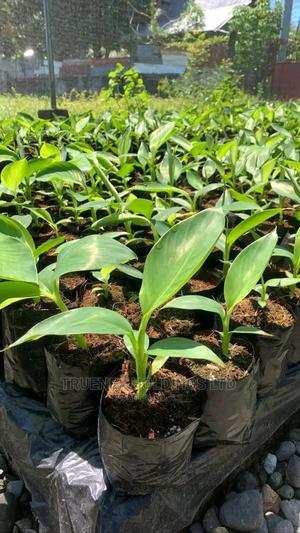 Kenya Banana Seedling Planters