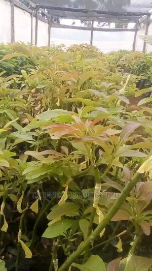 Selling Quality Avacado Seedling - main view