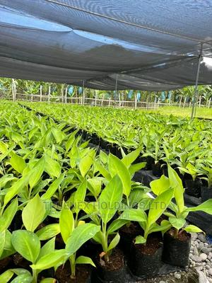 Selling Quality Banana Seedlings - main view