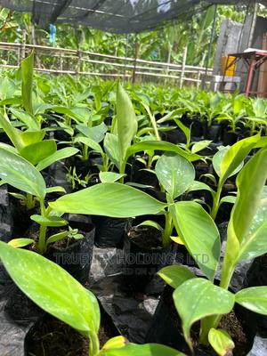 Kenya Banana Seedlings - main view