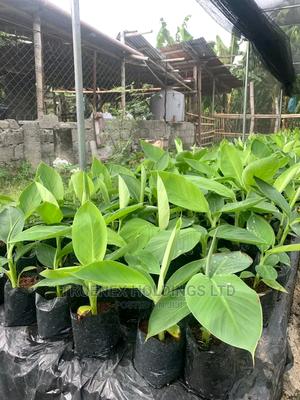 We Sell Plantain Banana Seedlings - main view