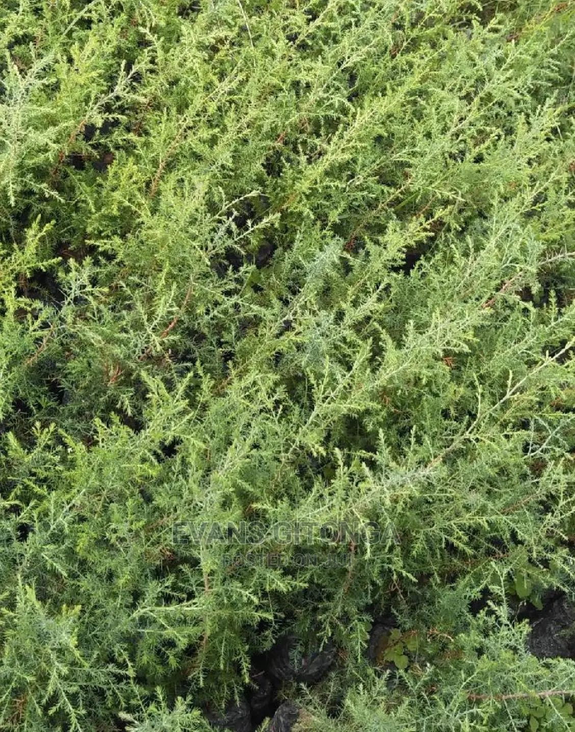 Cypress ,Pine,Blue Gum Seedlings Available