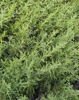 Cypress ,Pine,Blue Gum Seedlings Available