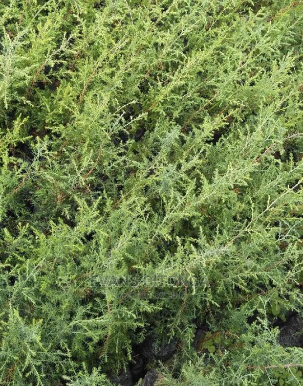Cypress ,Pine,Blue Gum Seedlings Available