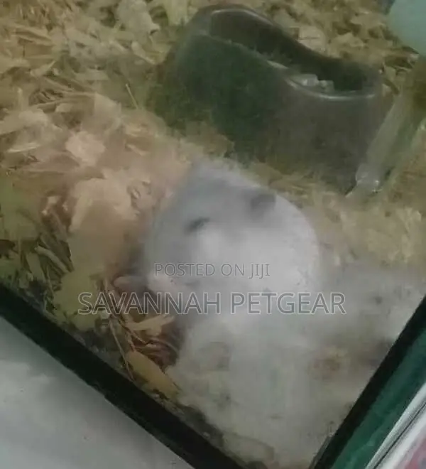 Russian Dwarf Hamster - Males