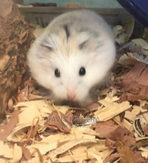 Russian Dwarf Hamster - Males - thumbnail 4