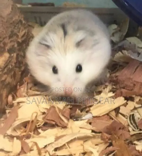 Russian Dwarf Hamster - Males