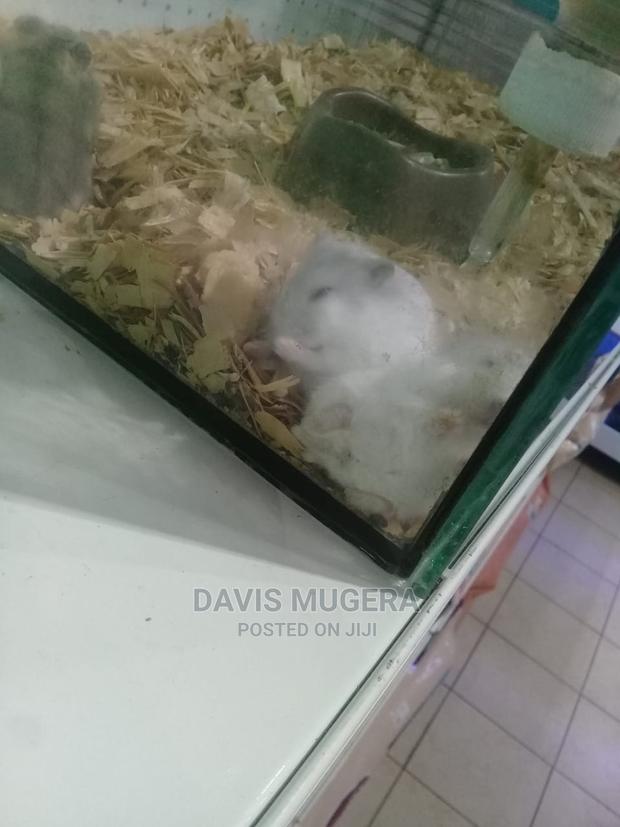 Russian Dwarf Hamster - Males - thumbnail 3