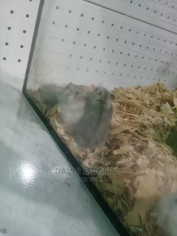Russian Dwarf Hamster - Males - main view