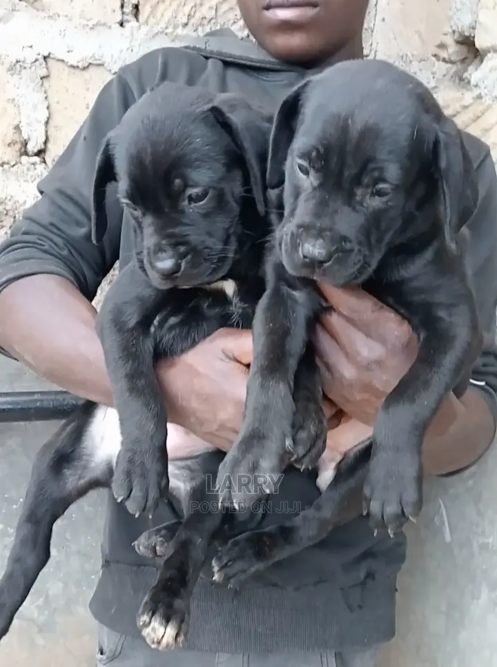 1-3 Months Female Purebred Boerboel