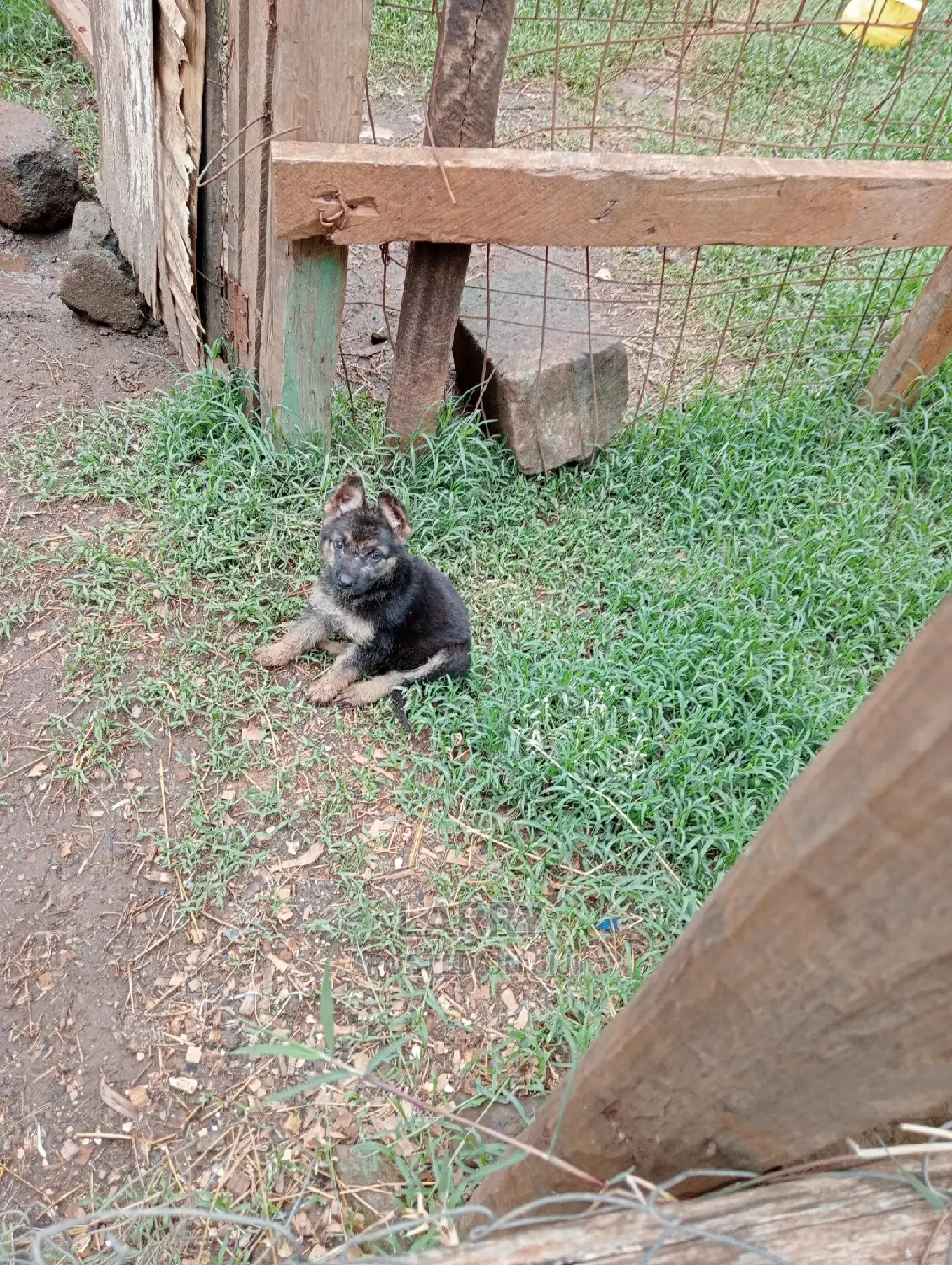 1-3 Months Female Purebred German Shepherd