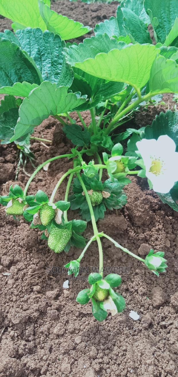 Strawberries Seedlings And Fruits - main view