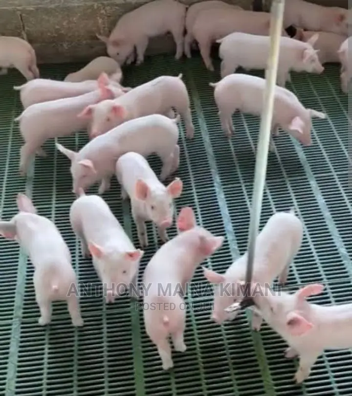 Plastic Slat Floor