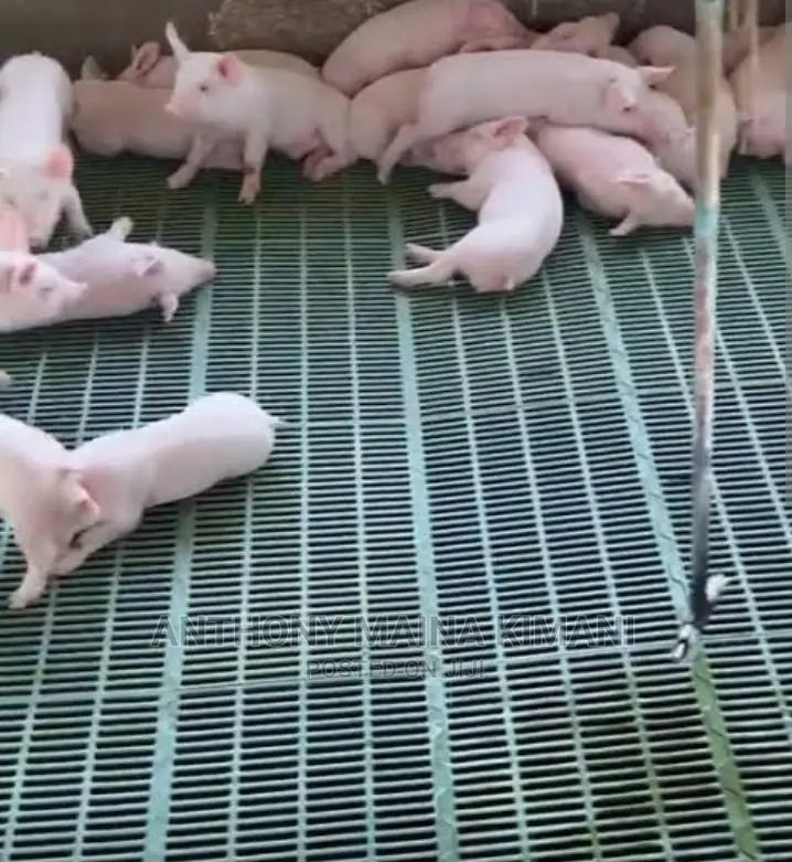 Plastic Slat Floor