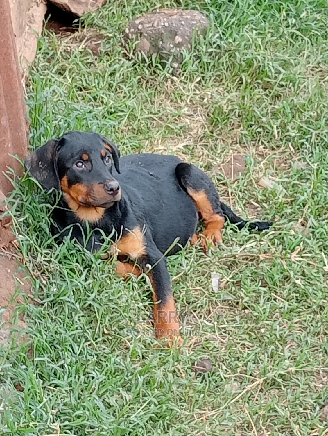 1-3 Months Female Purebred Rottweiler
