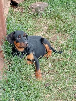 1-3 Months Female Purebred Rottweiler - thumbnail 2