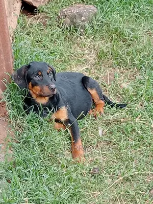 1-3 Months Female Purebred Rottweiler