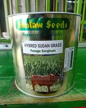 Sudan Grass 1kg