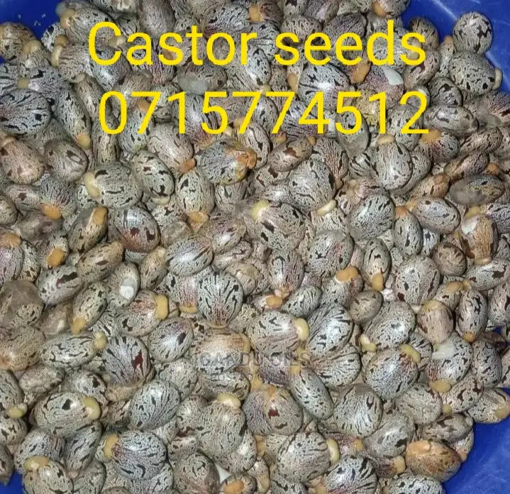 Black Castor Seeds (Jamaican and White
