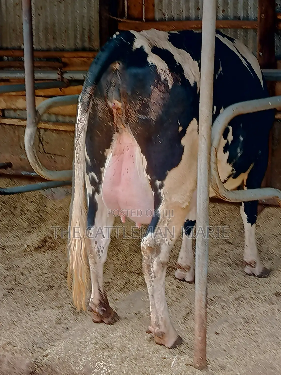 Friesian Heifer 8 Months Incalf