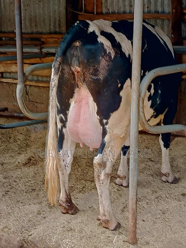 Friesian Heifer 8 Months Incalf - main view