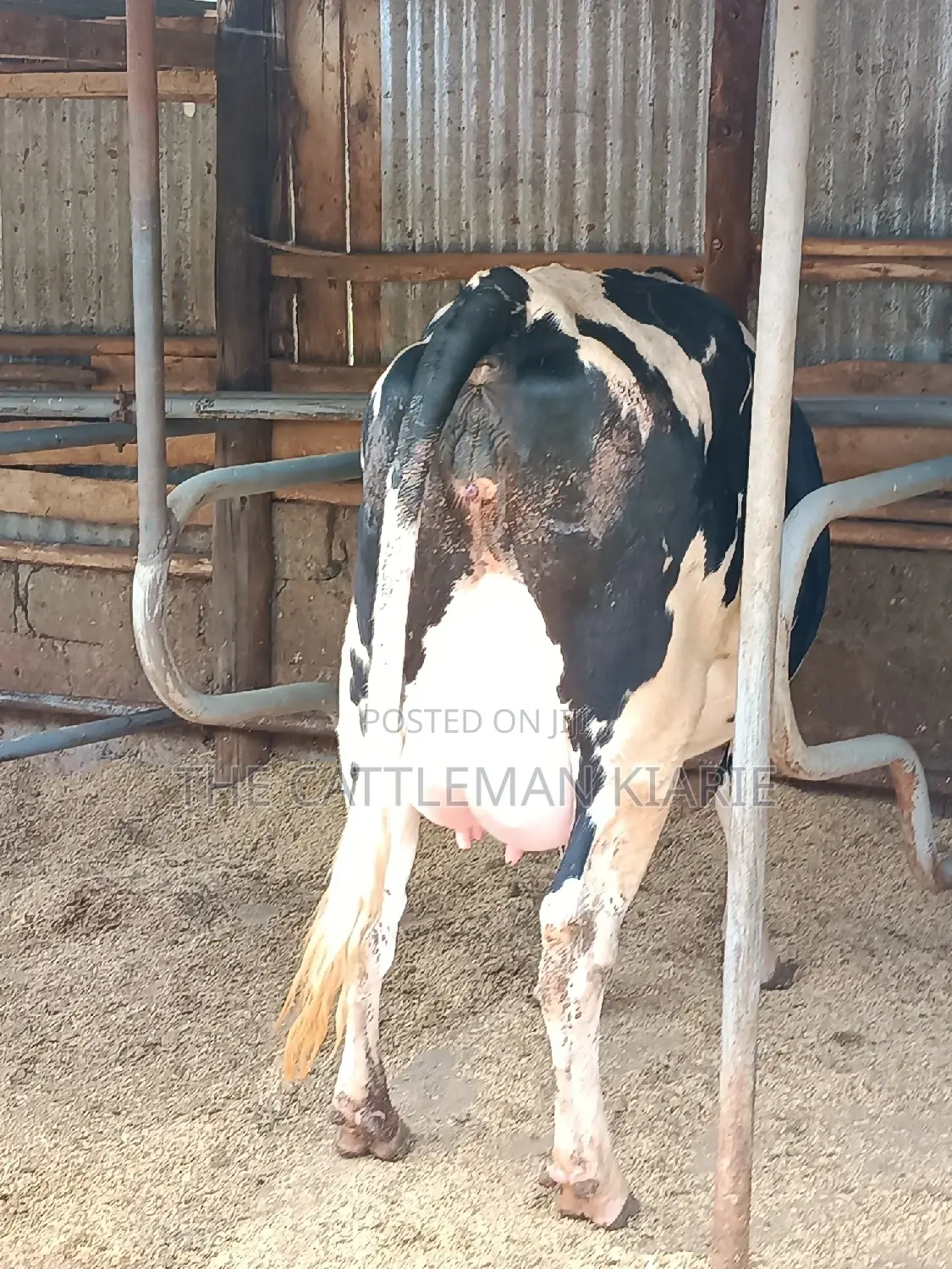 Friesian Heifer 8 Months Incalf
