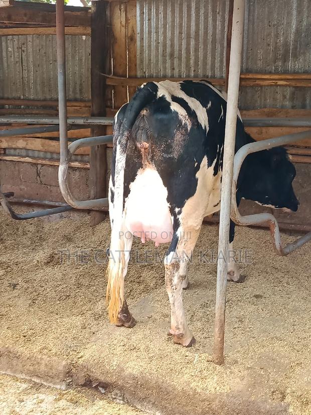 Friesian Heifer 8 Months Incalf - thumbnail 3