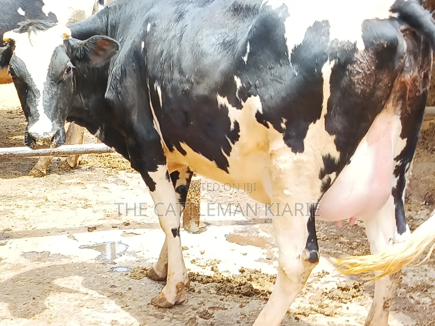 Friesian Heifer 8 Months Incalf