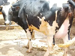 Friesian Heifer 8 Months Incalf
