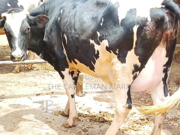 Friesian Heifer 8 Months Incalf - thumbnail 4