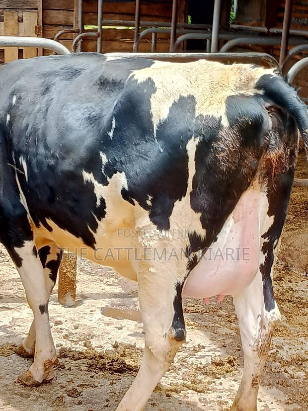 Friesian Heifer 8 Months Incalf - thumbnail 5