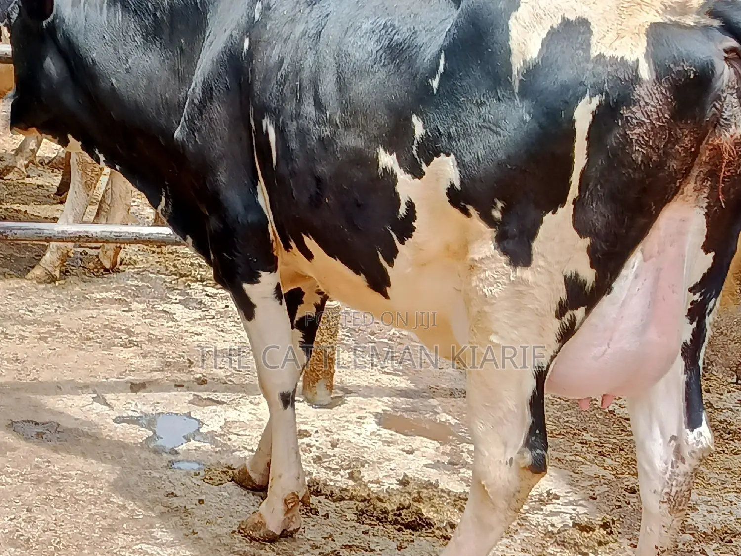 Friesian Heifer 8 Months Incalf