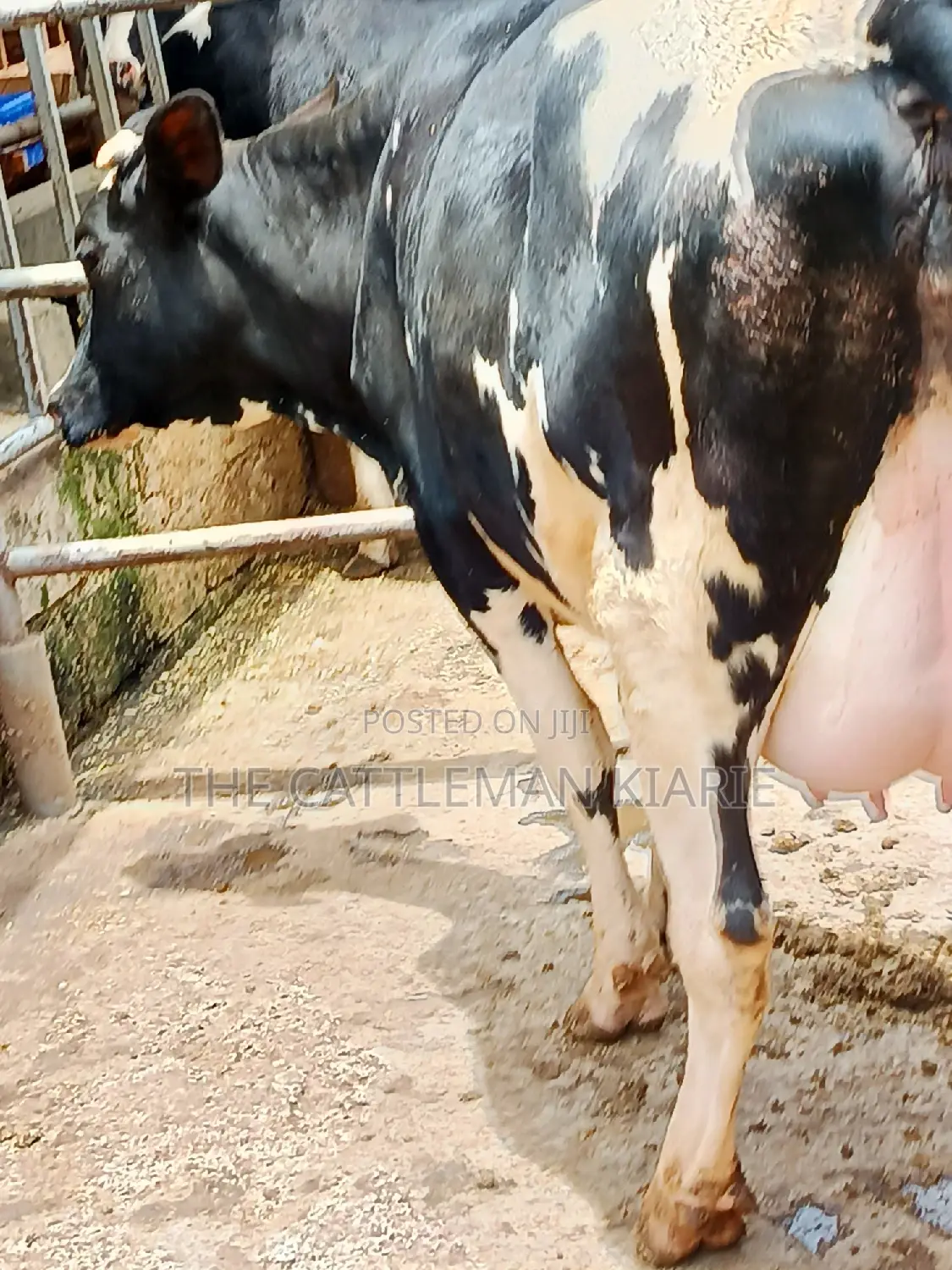 Friesian Heifer 8 Months Incalf
