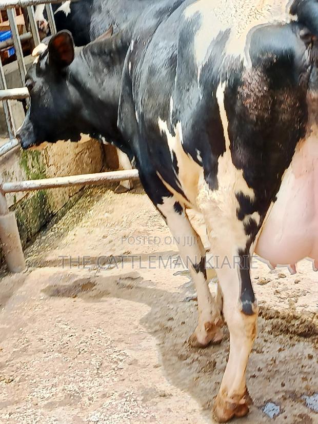 Friesian Heifer 8 Months Incalf - thumbnail 7