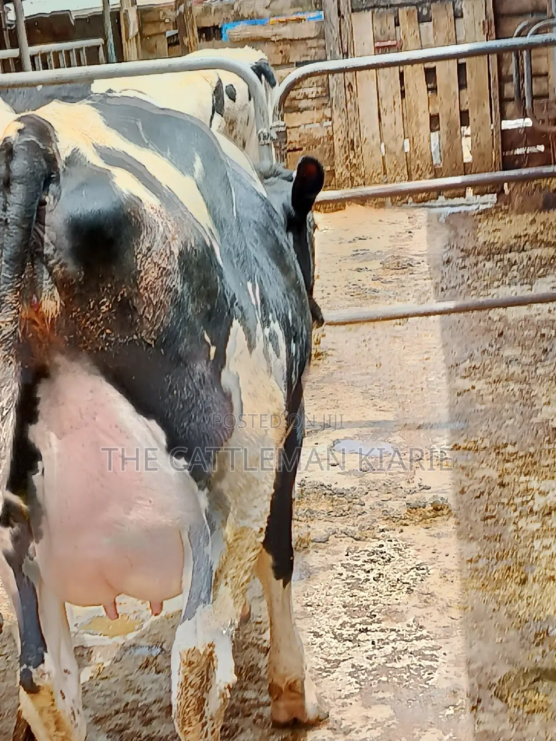 Friesian Heifer 8 Months Incalf