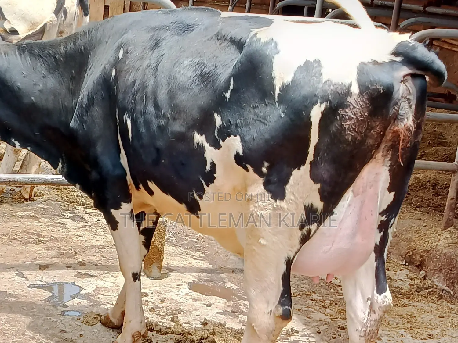 Friesian Heifer 8 Months Incalf