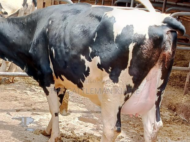 Friesian Heifer 8 Months Incalf - thumbnail 9