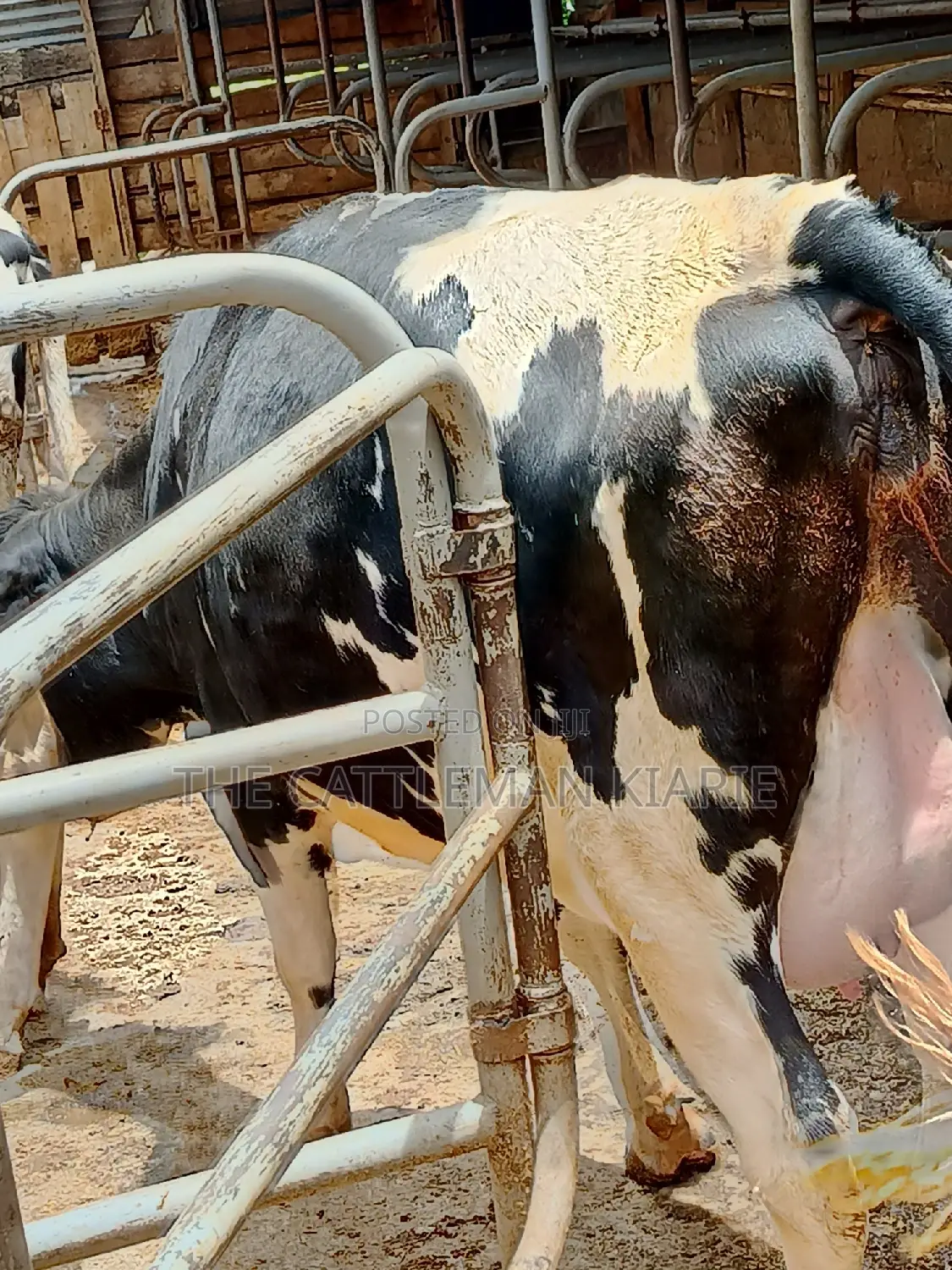 Friesian Heifer 8 Months Incalf