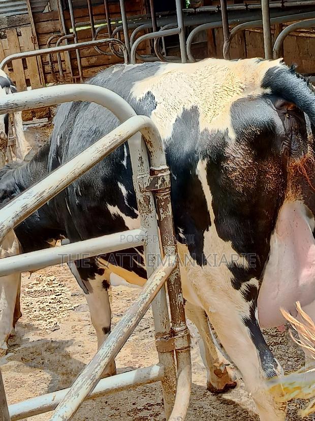 Friesian Heifer 8 Months Incalf - thumbnail 10