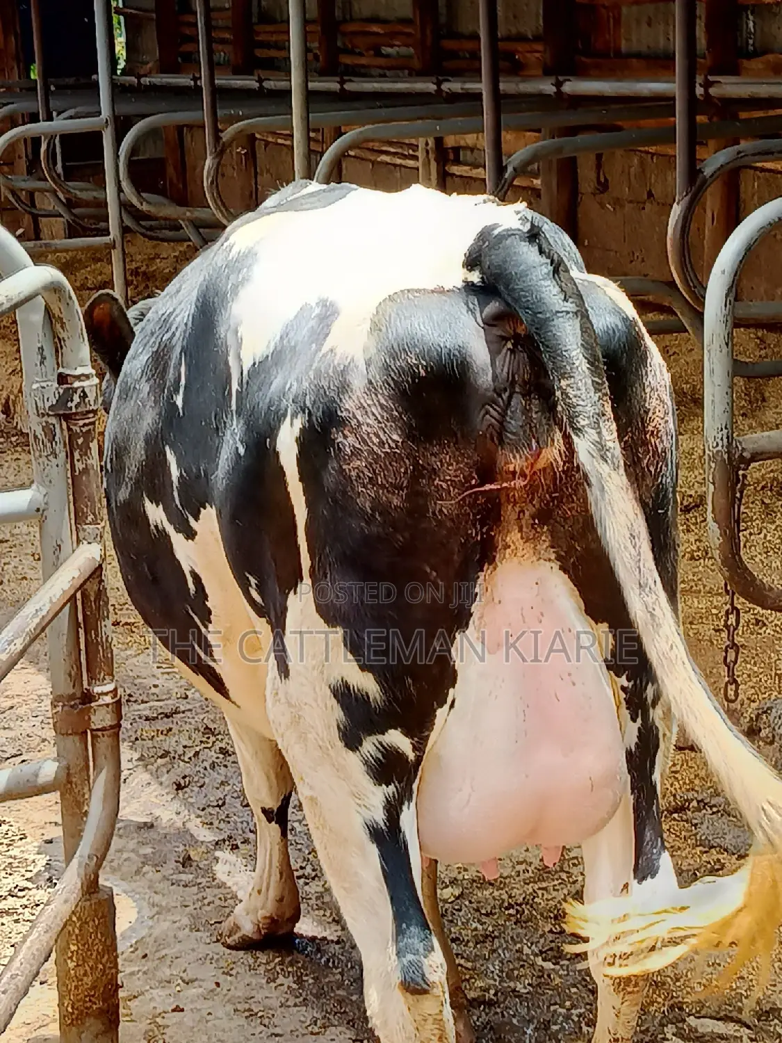 Friesian Heifer 8 Months Incalf