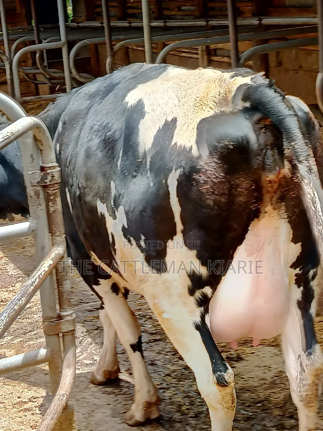 Friesian Heifer 8 Months Incalf