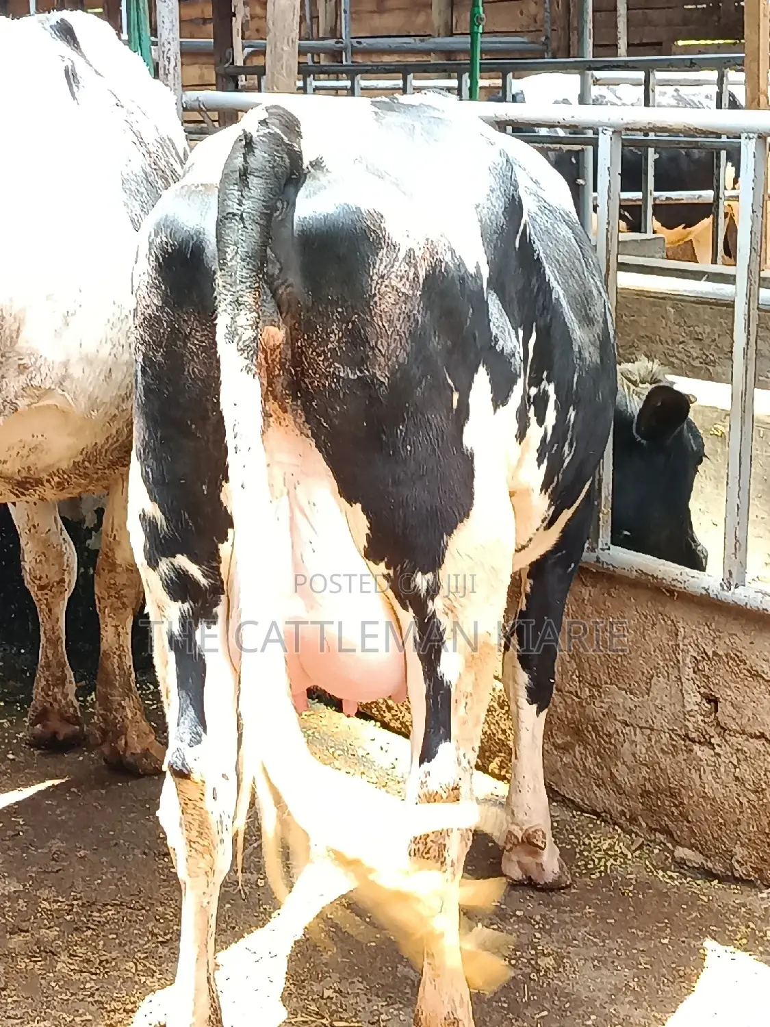 Friesian Heifer 8 Months Incalf