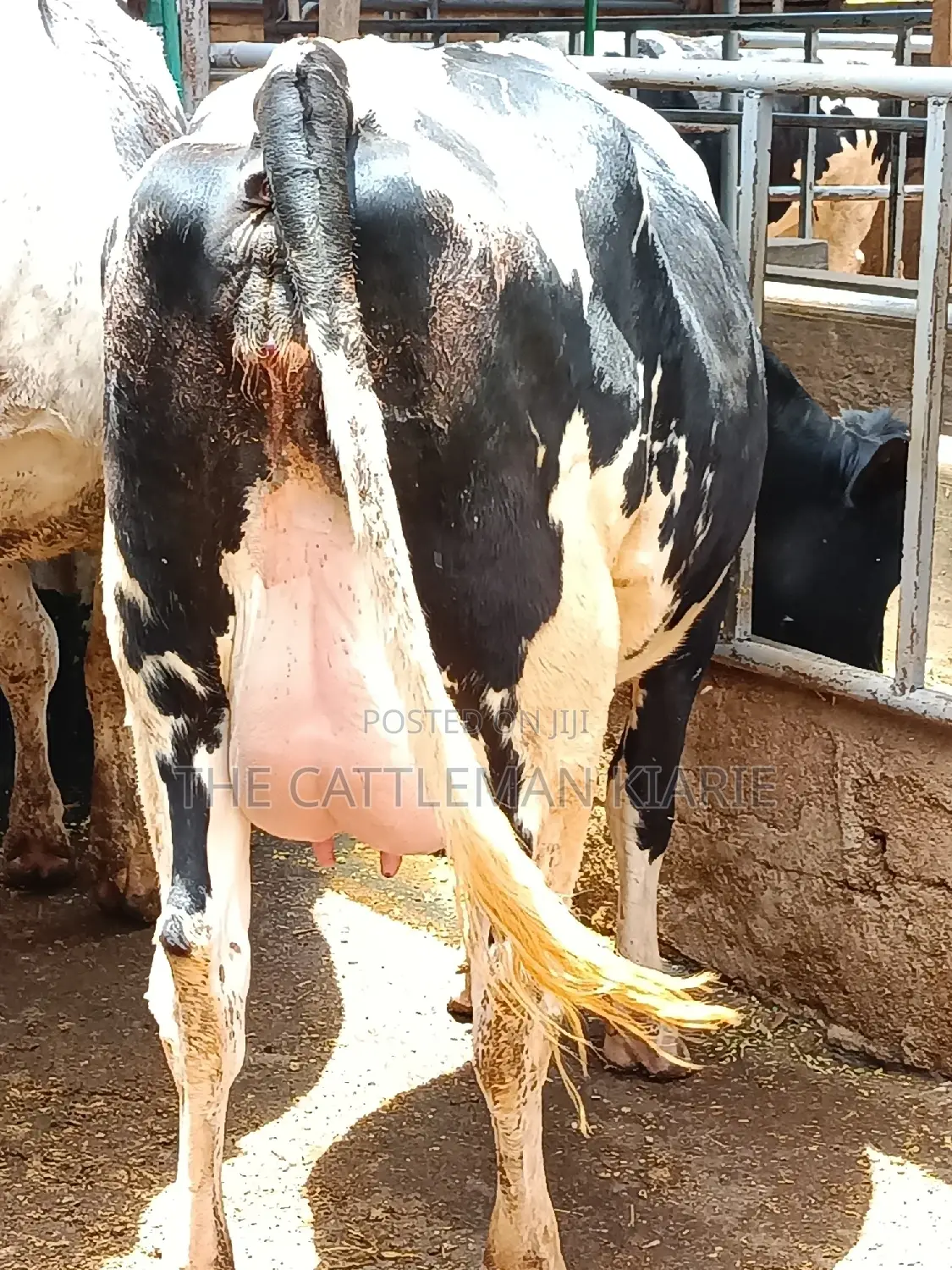 Friesian Heifer 8 Months Incalf